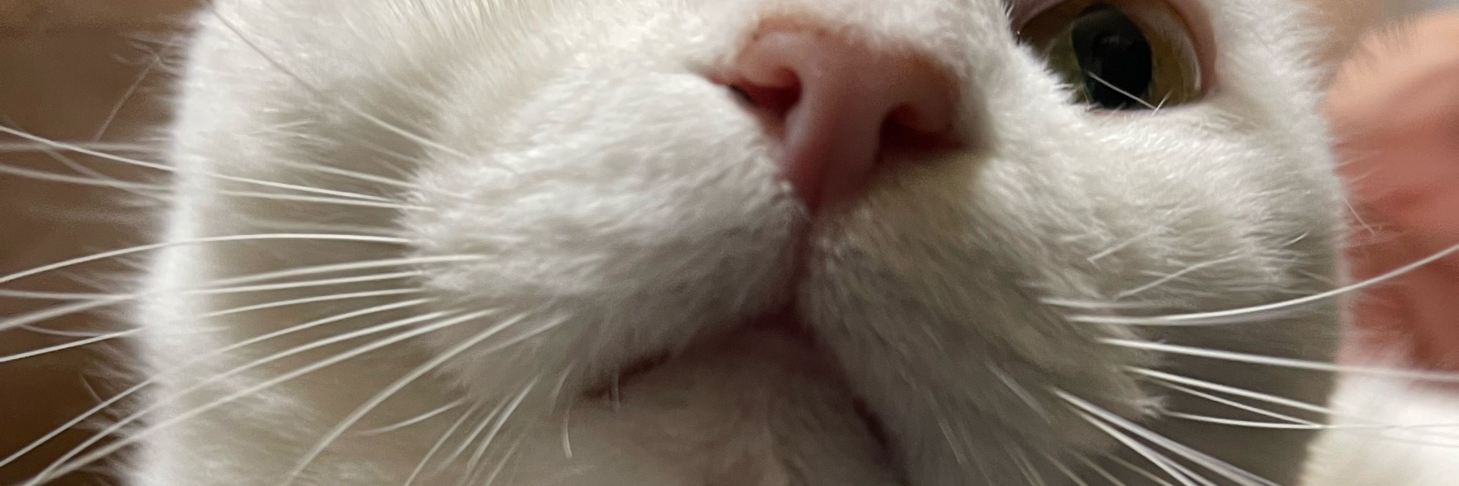 ひろぽん