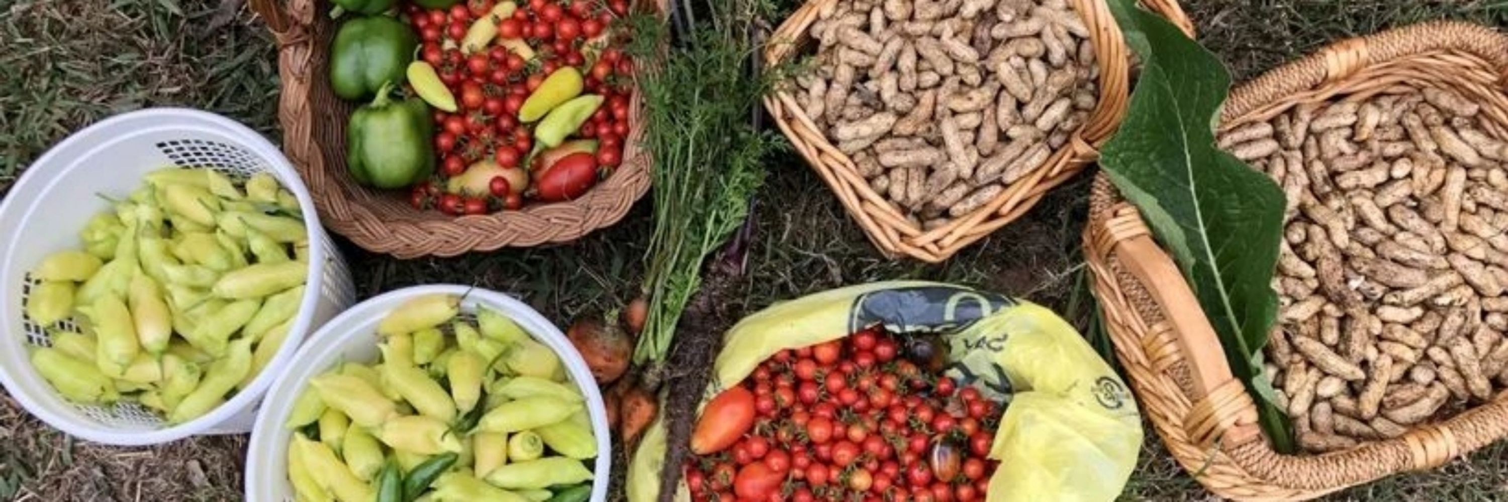Murfreesboro Community Gardening