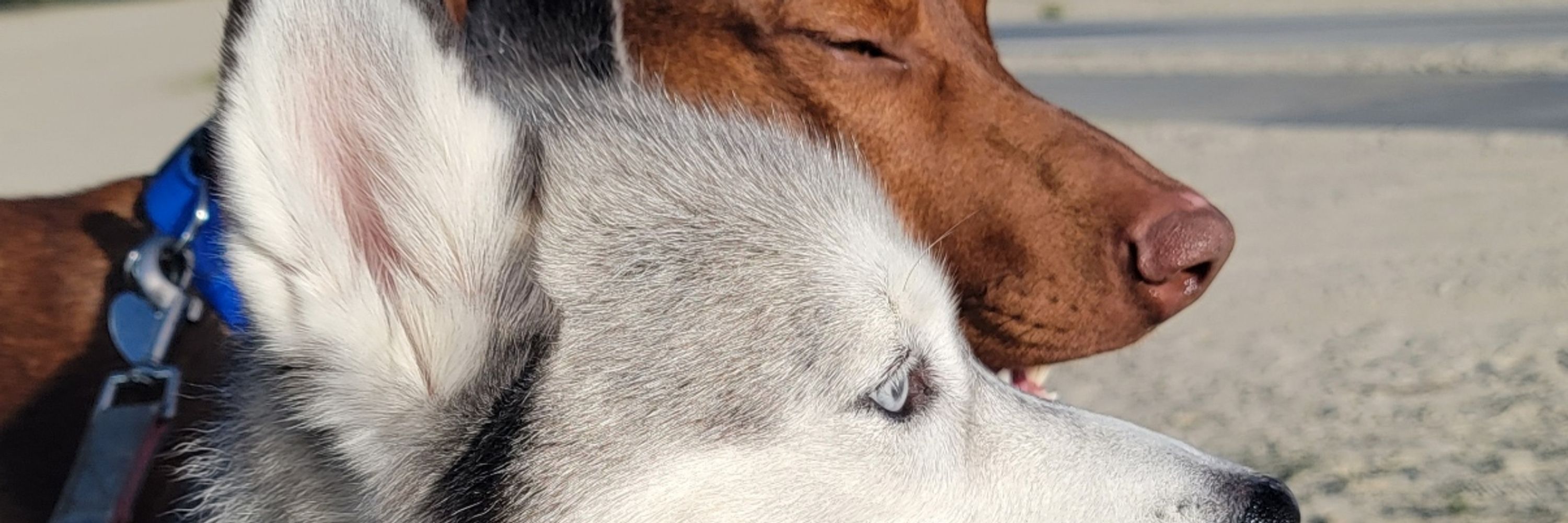 HuskyVizsla