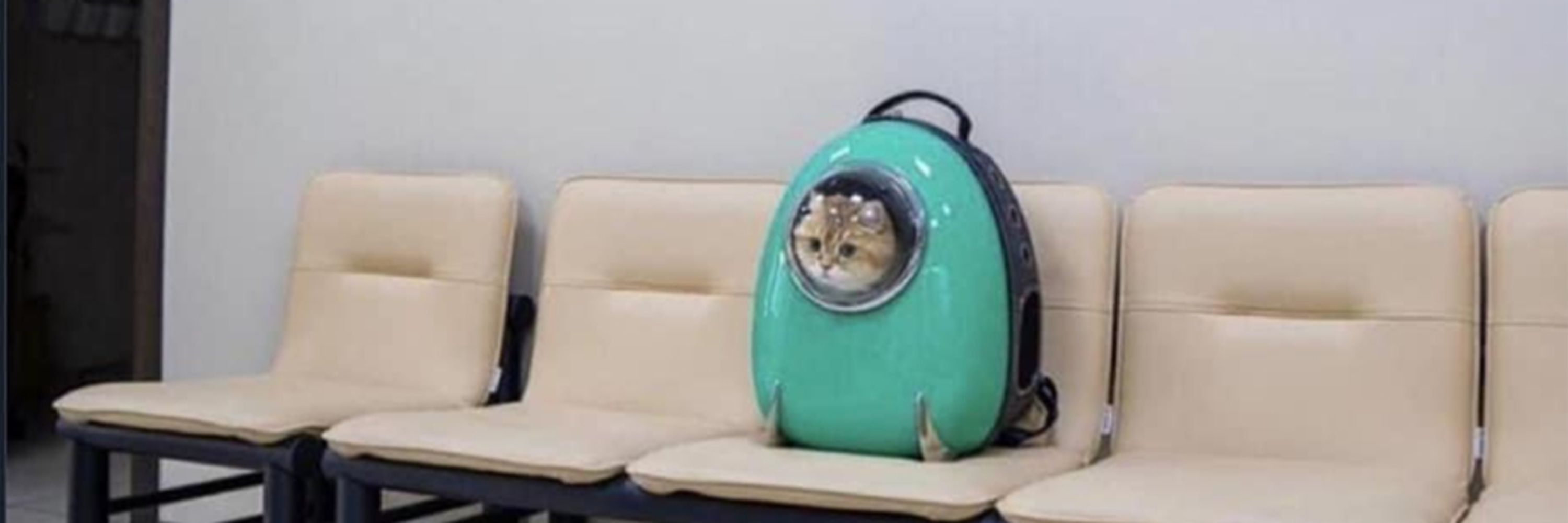 2cat2curious