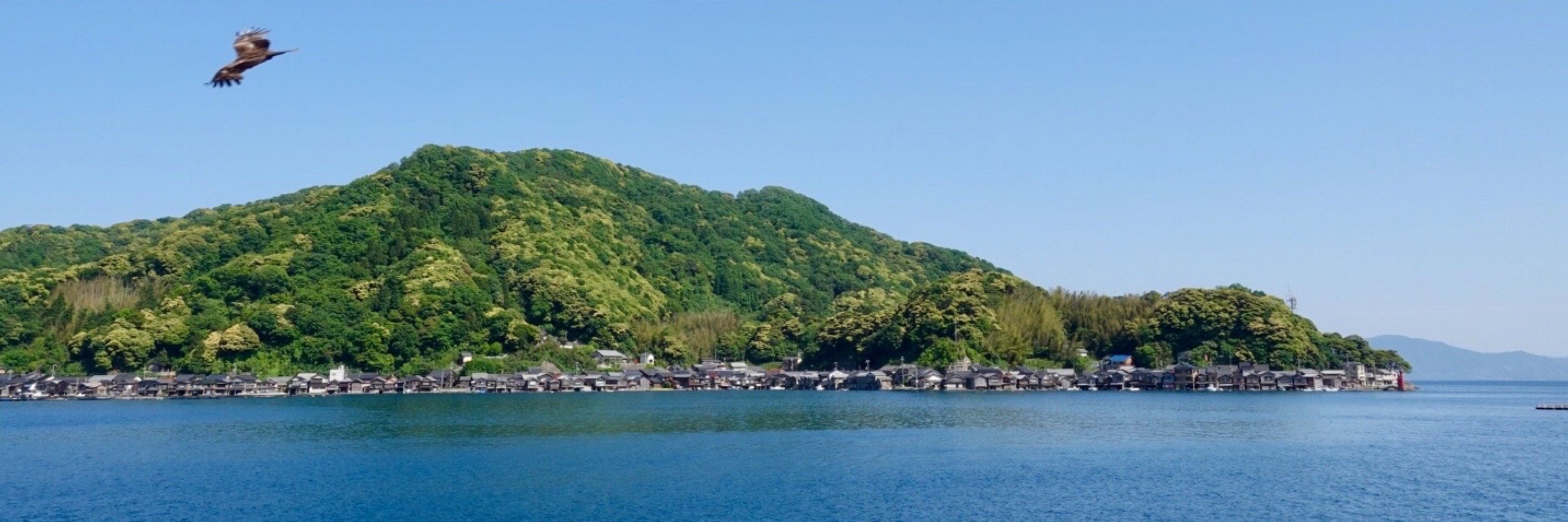 虎虎