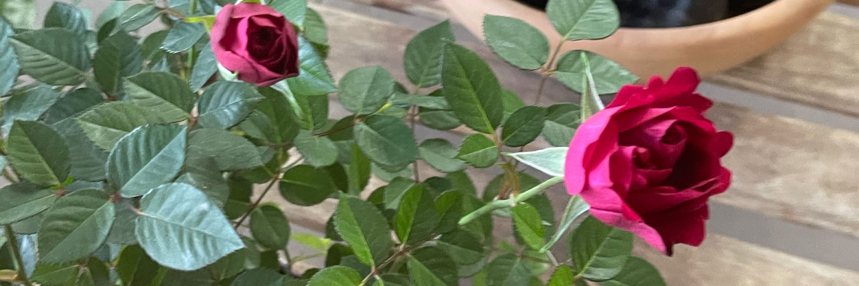 Flora ♡