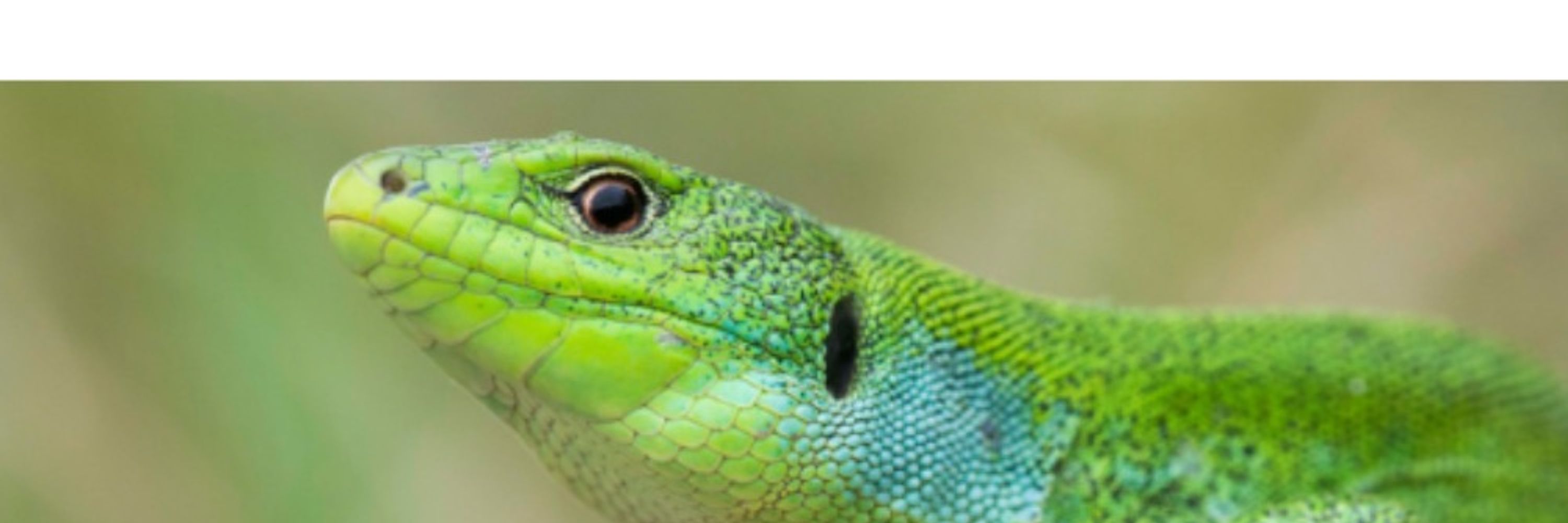 European Society for Evolutionary Biology