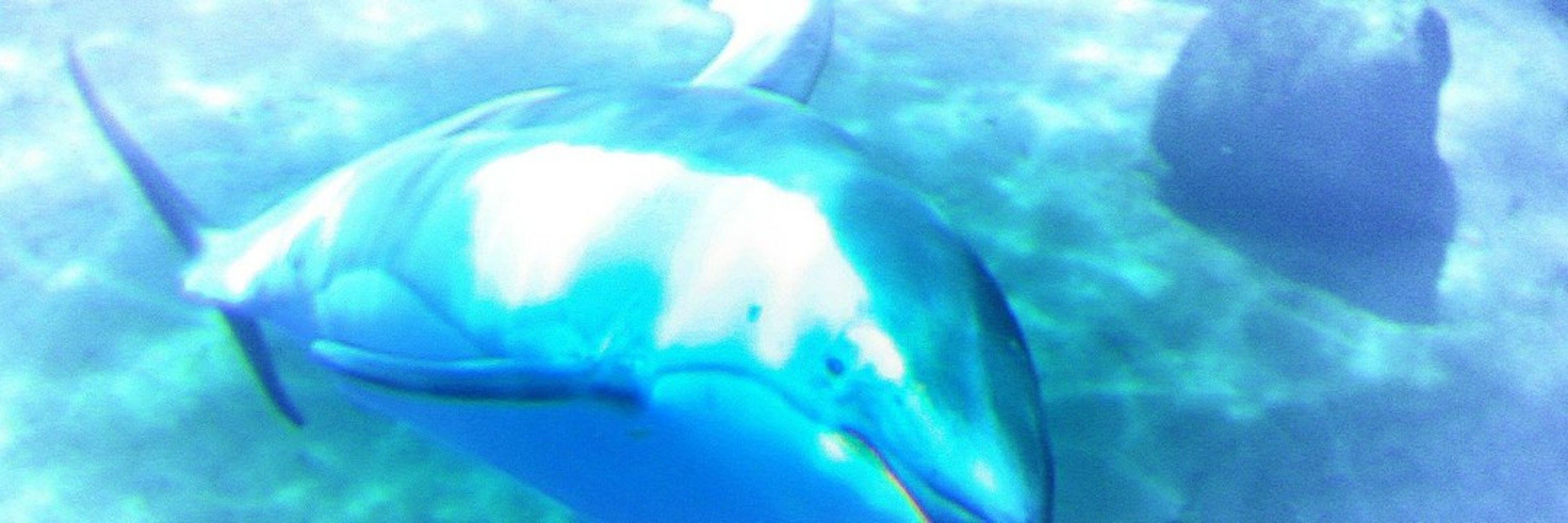 イルカさん🐬(２代目カレーパン味)