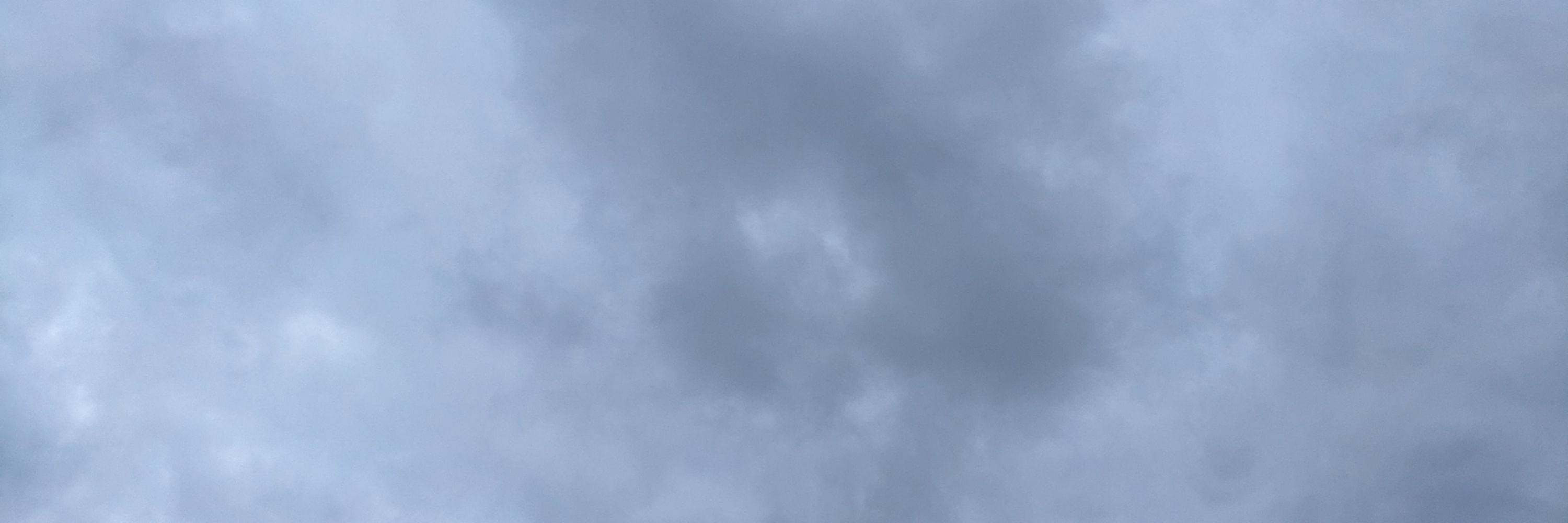 蝉