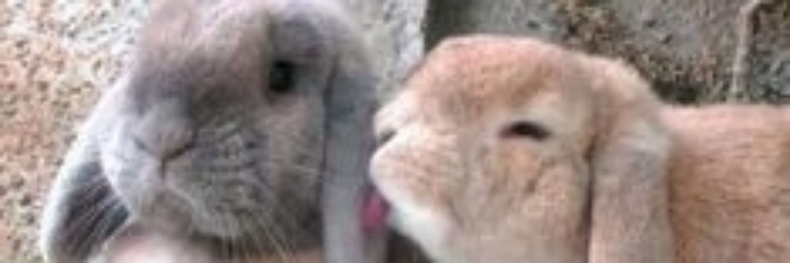 Your Sheepish Lover