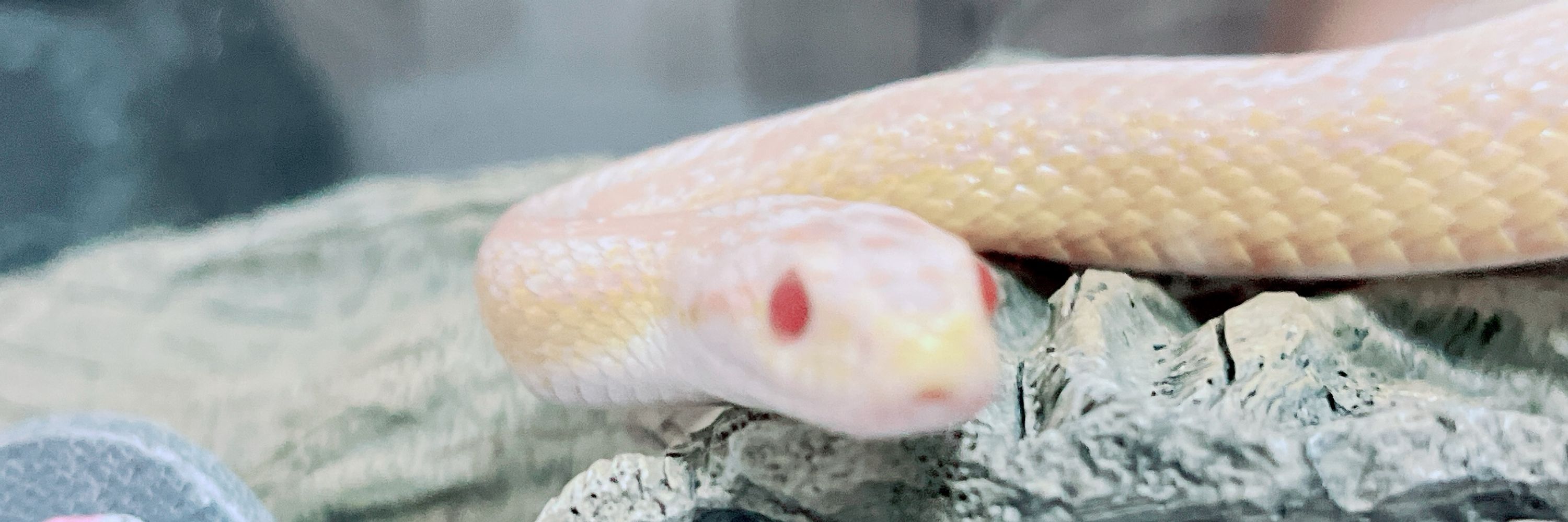 haK