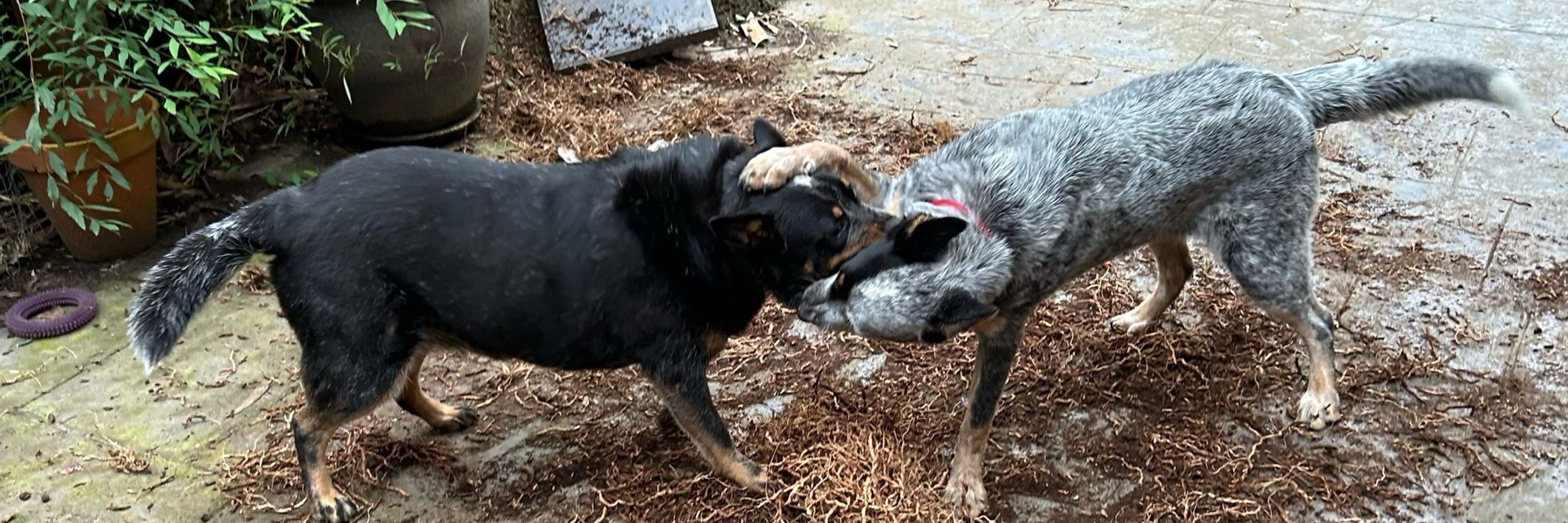 Bonnie and Skye