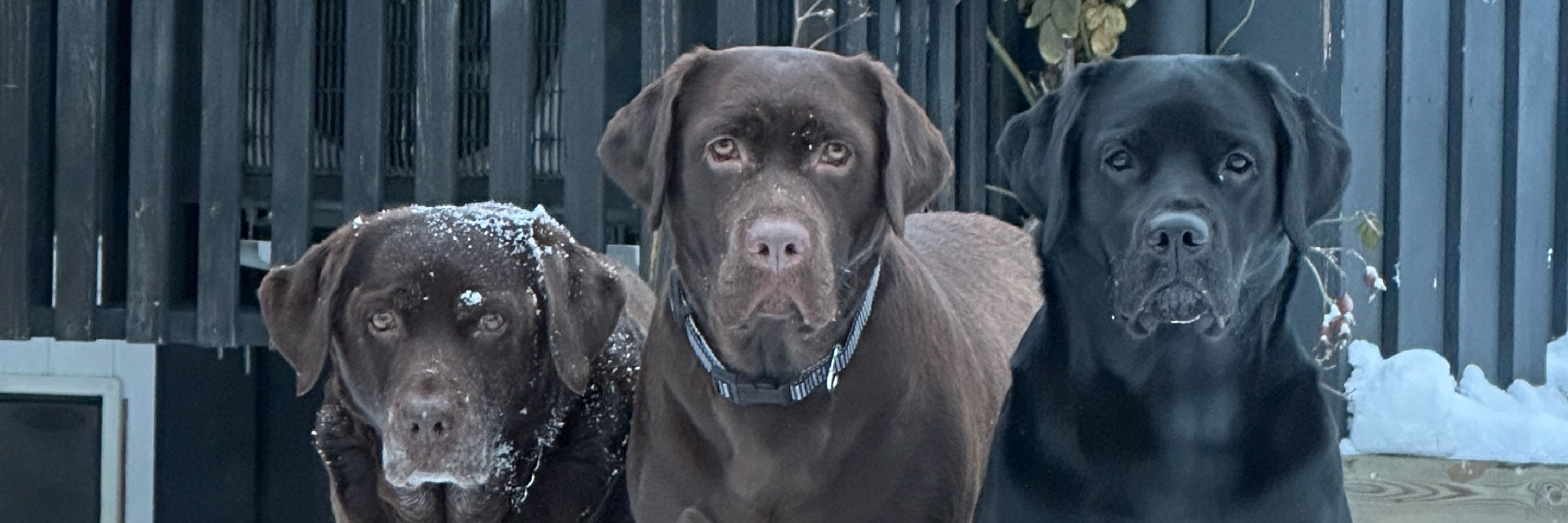 Dag Arild