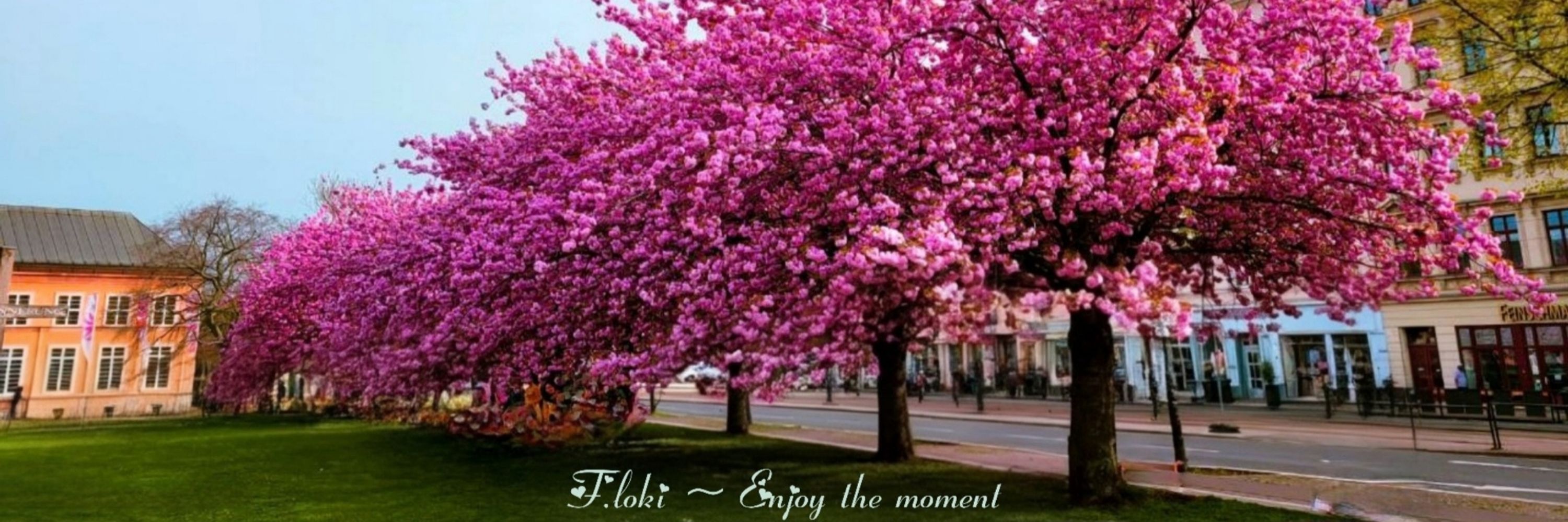 F.loki ~ Life is beautiful