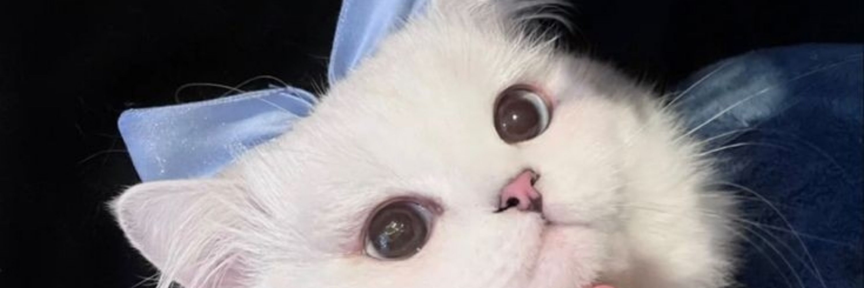 ♡ 𝙼𝚊𝚛𝚒 ♡