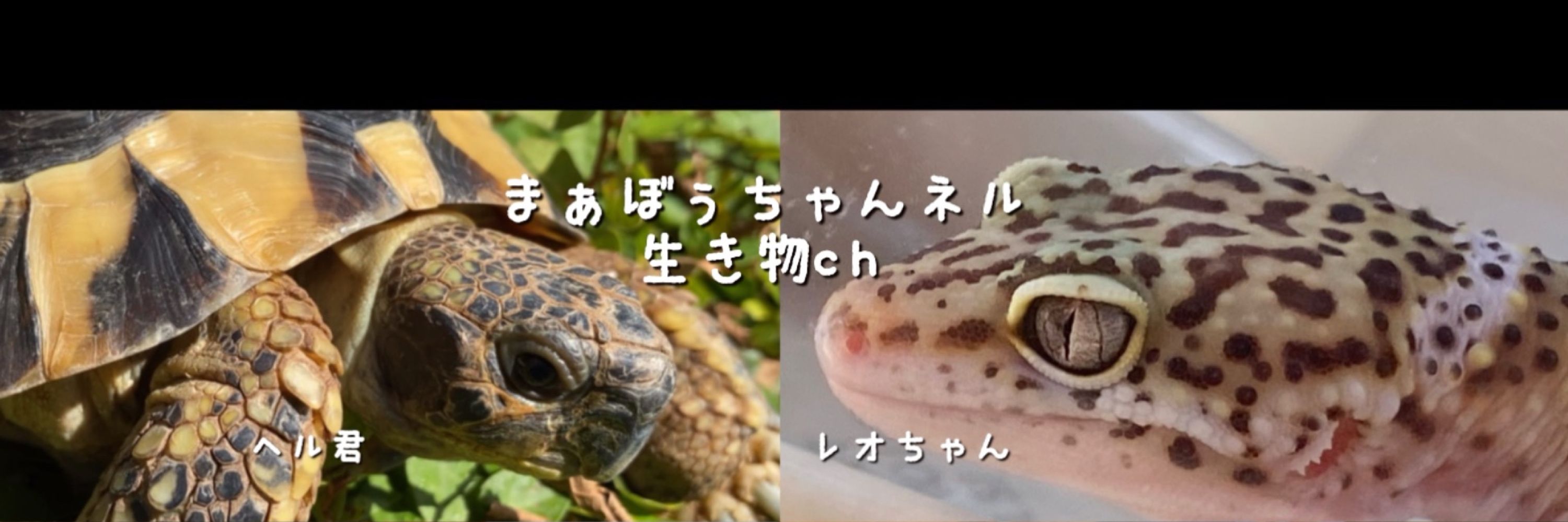 まぁぼぅ