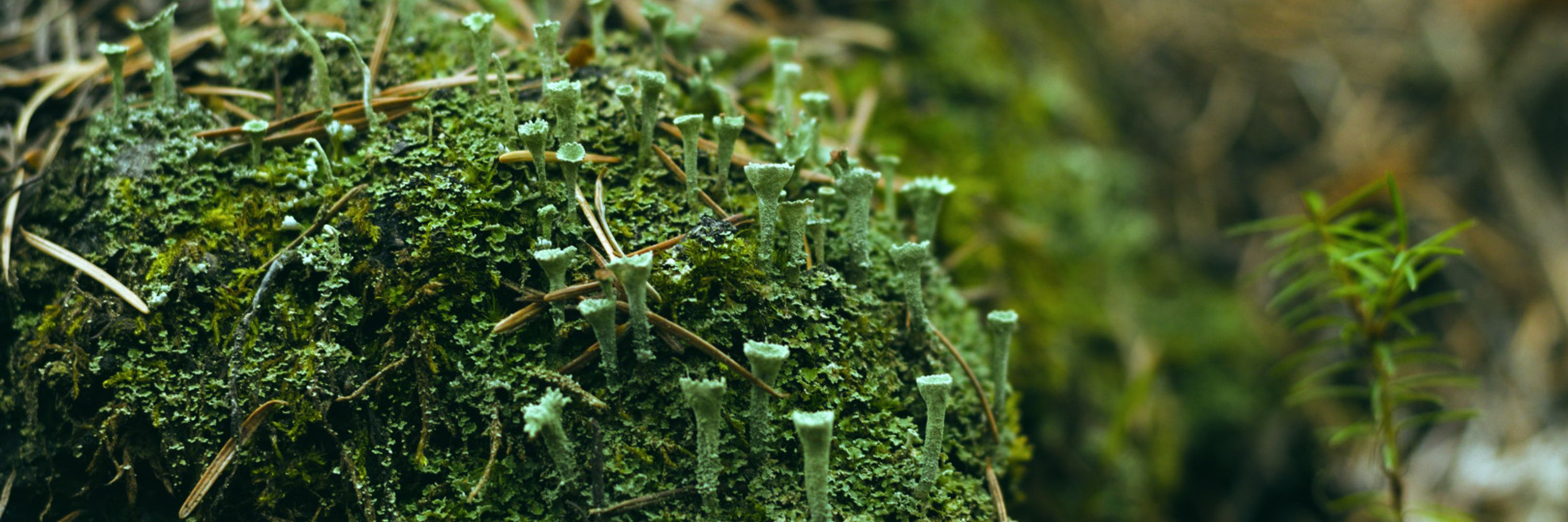 mushroom wrangler 