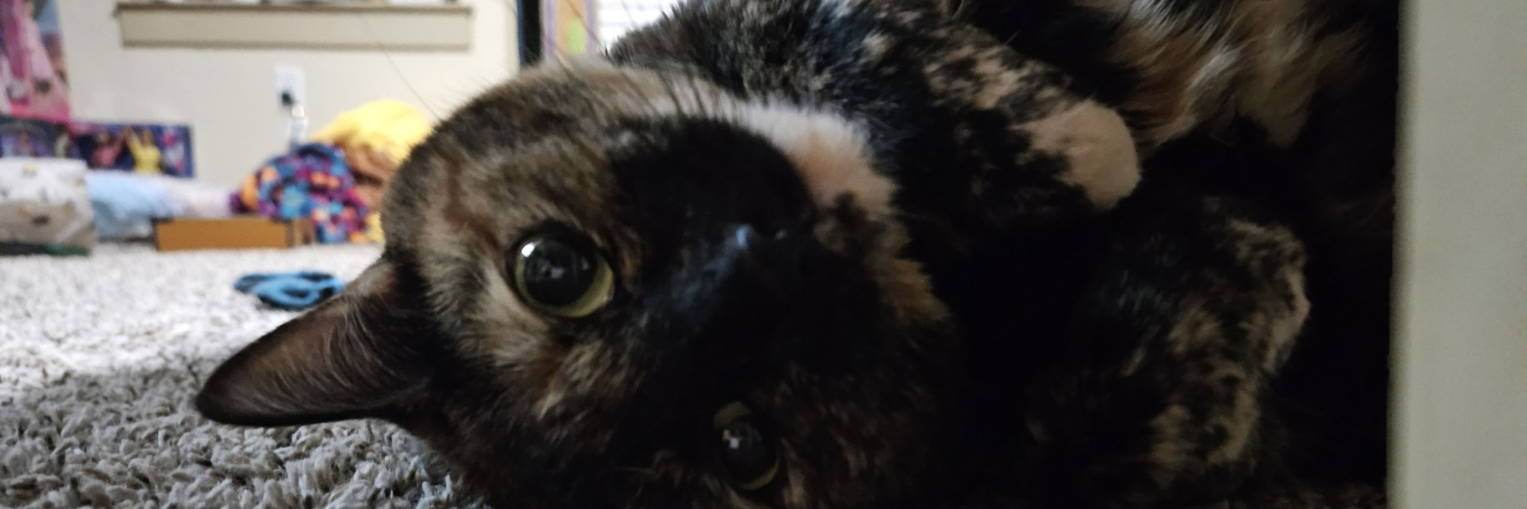 Pip