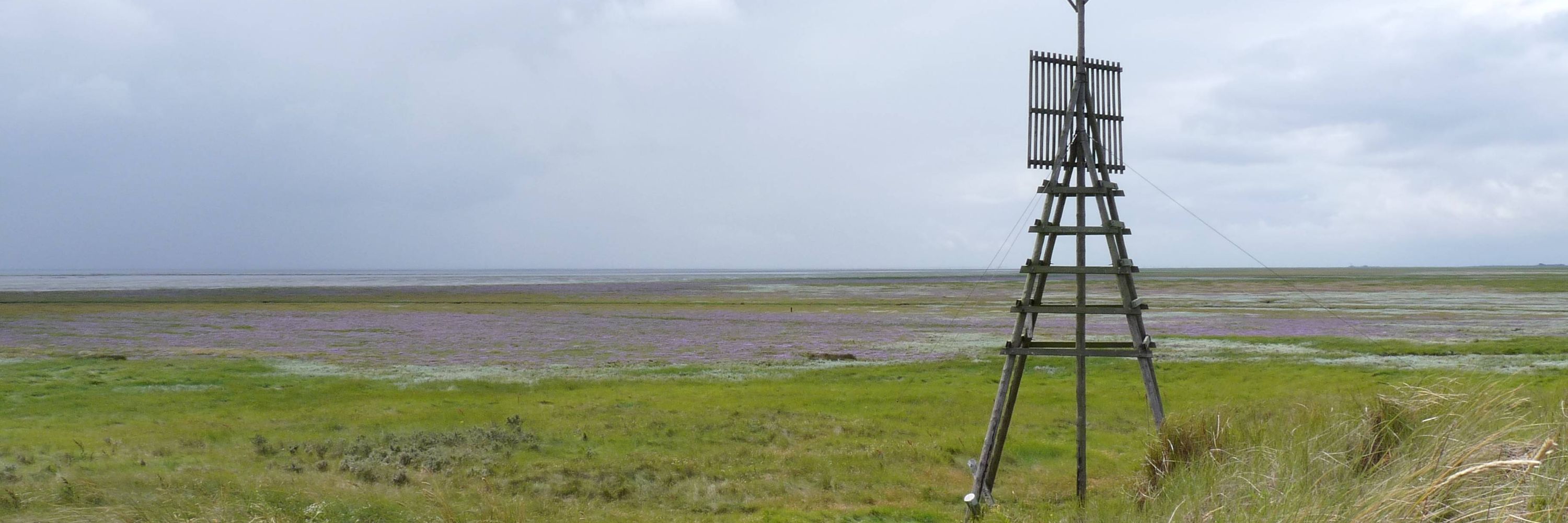 Waddenroo