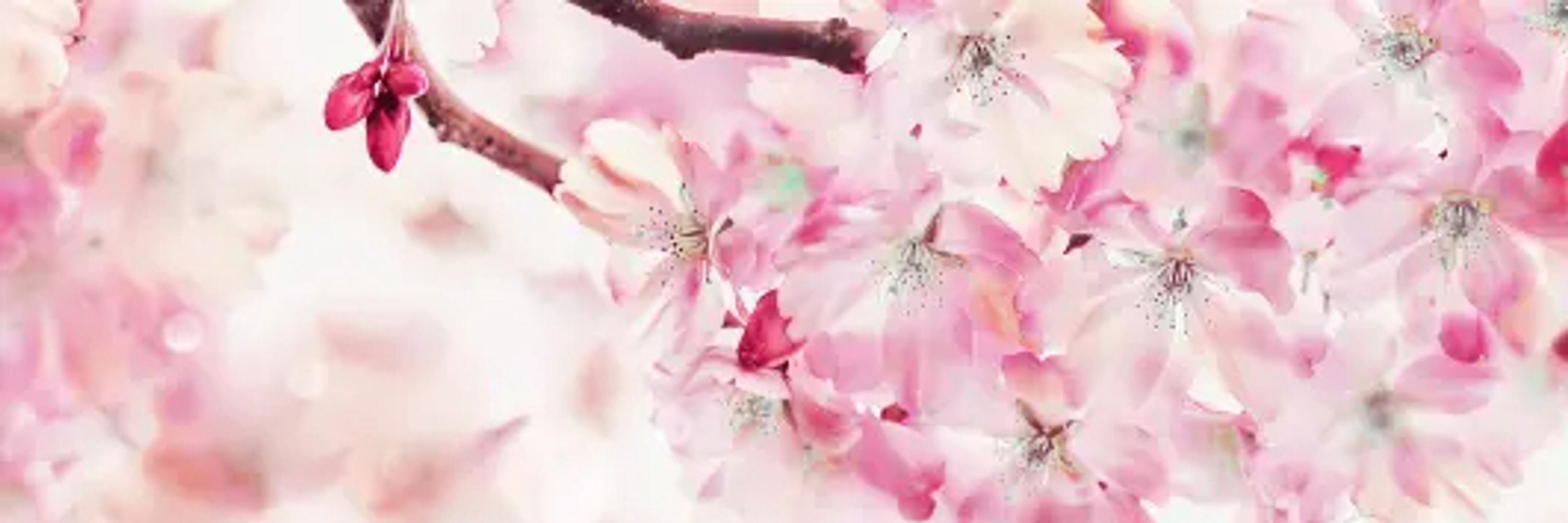 🌸котямбрик🌸