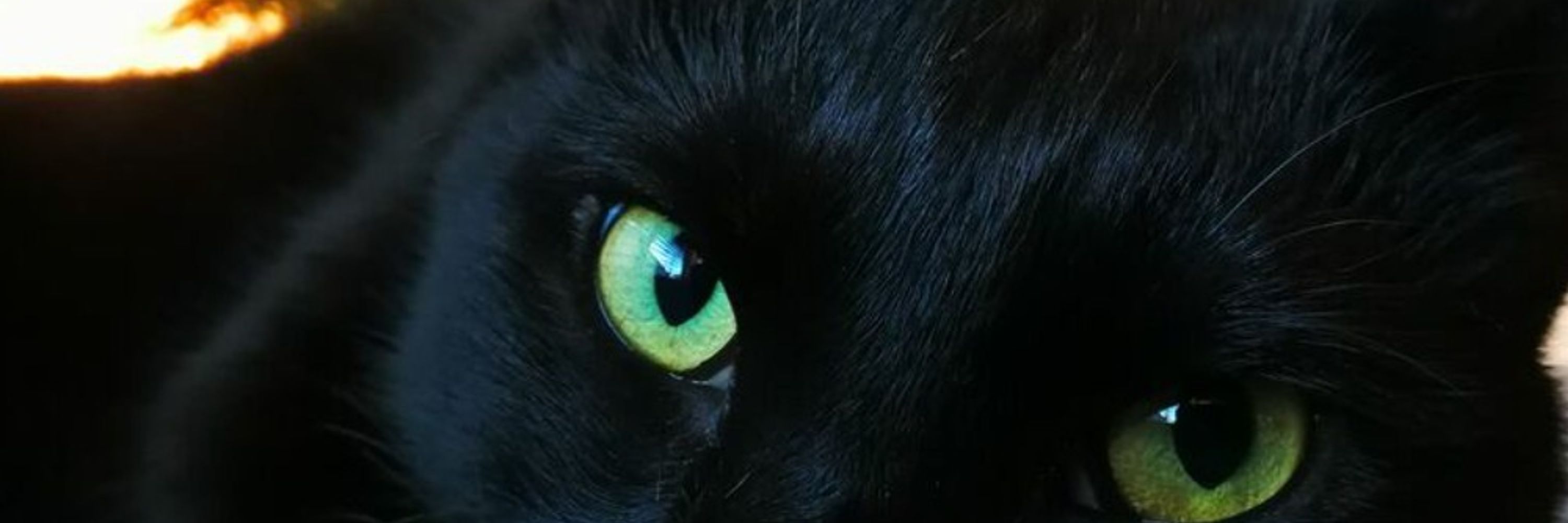 Kristofur Cat