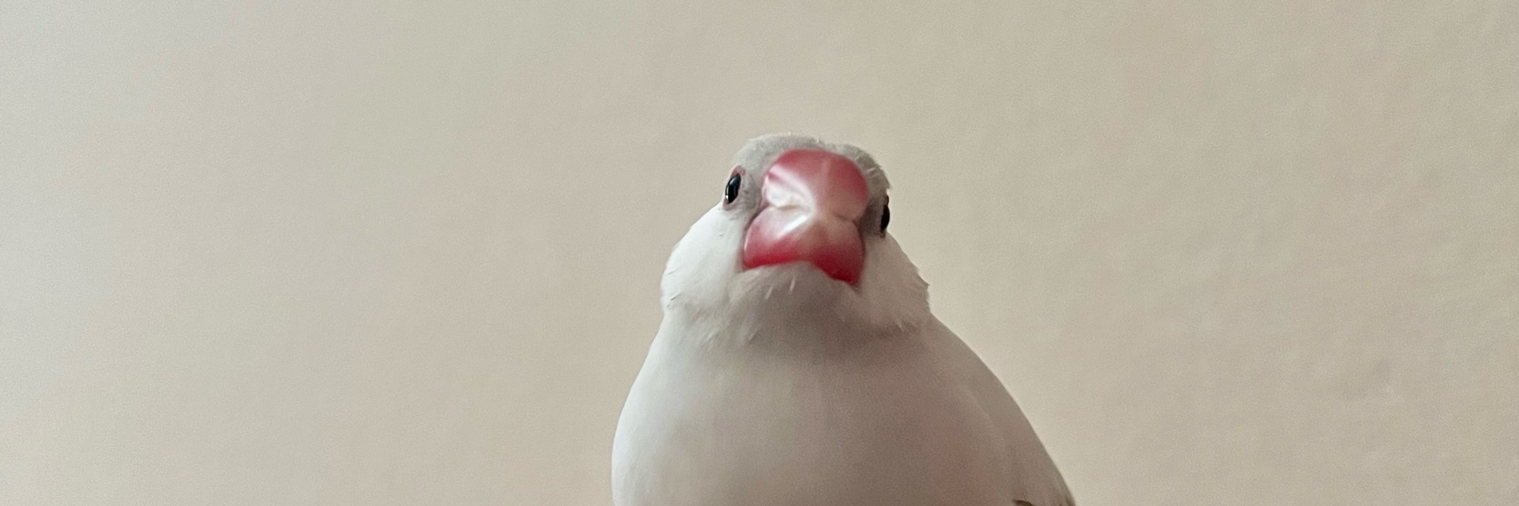 ぽてさら