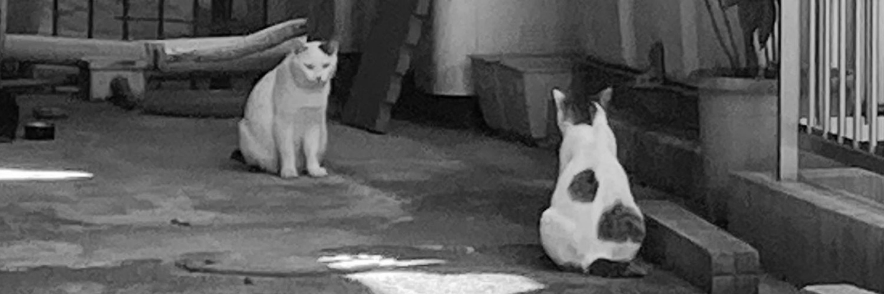 ささのじょ