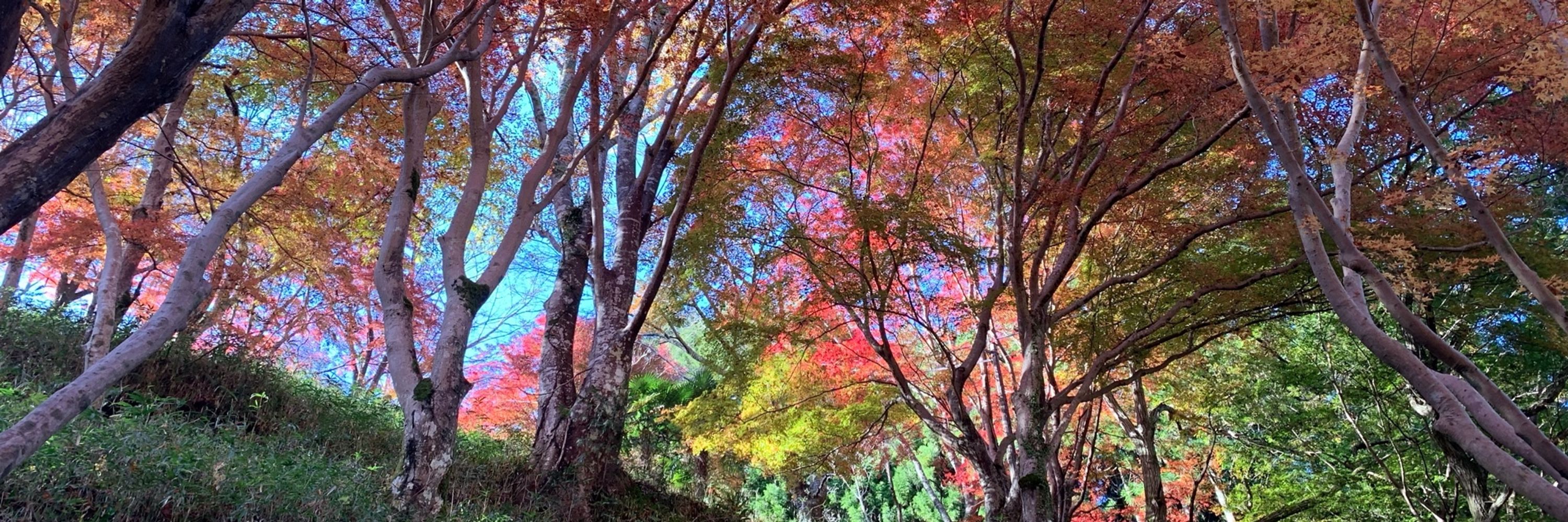 植田夏夢