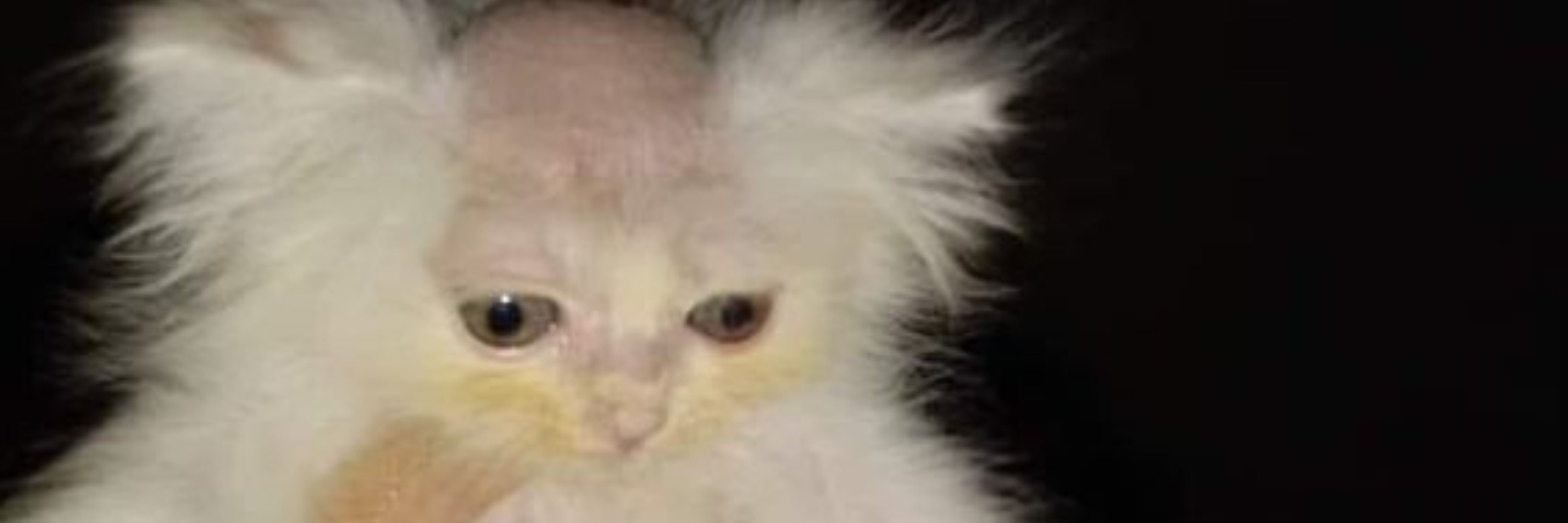 Emo