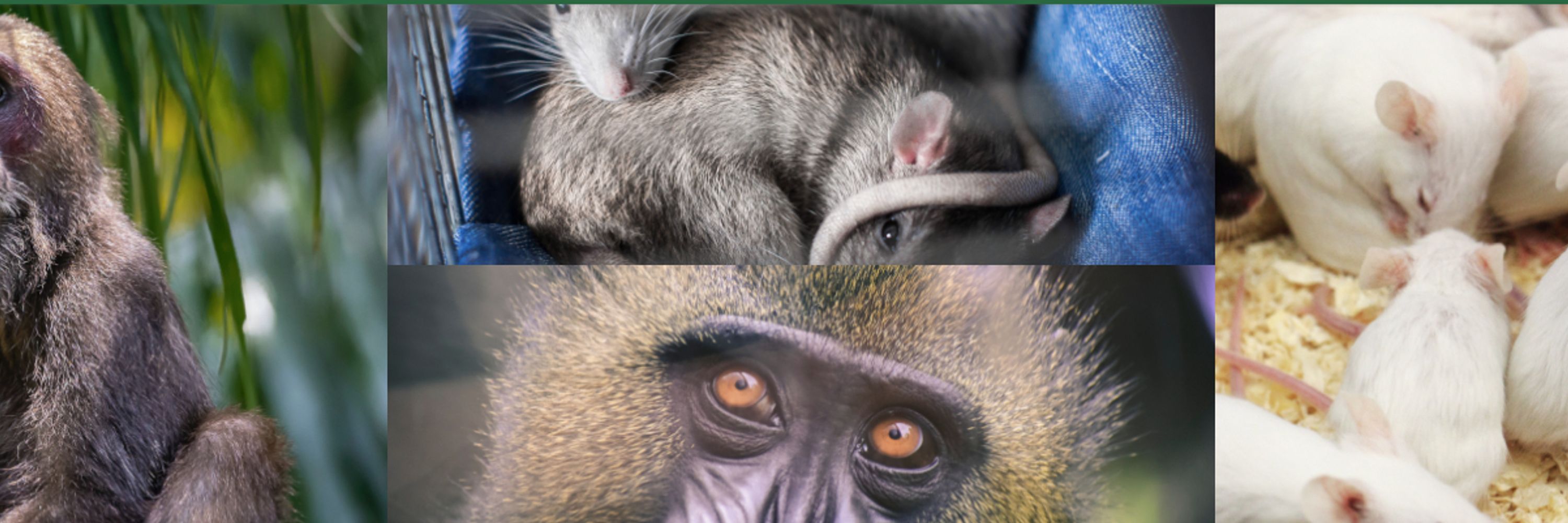 Animal Models for Social Dimensions of Health and Aging Network