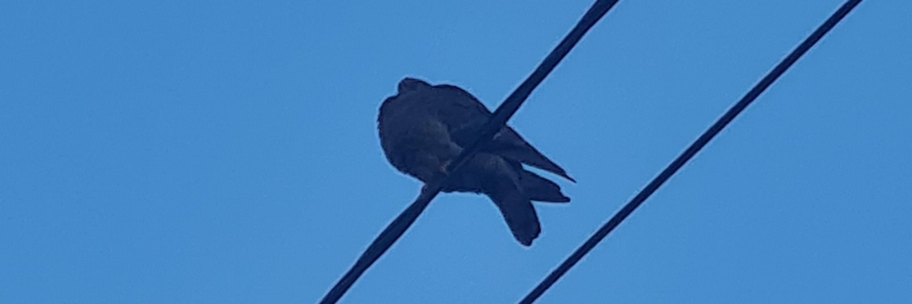 🦅Rupya