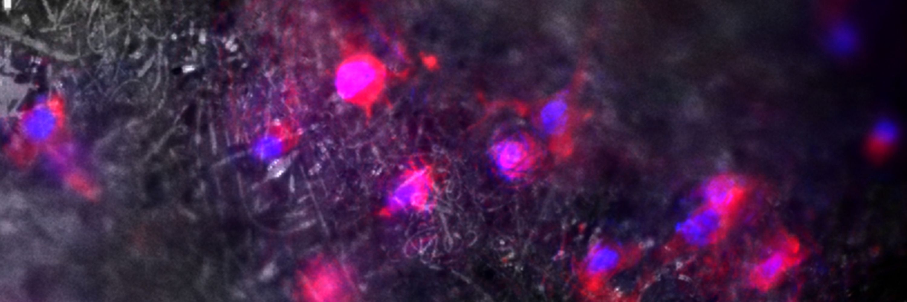 Biomaterials_Erlangen