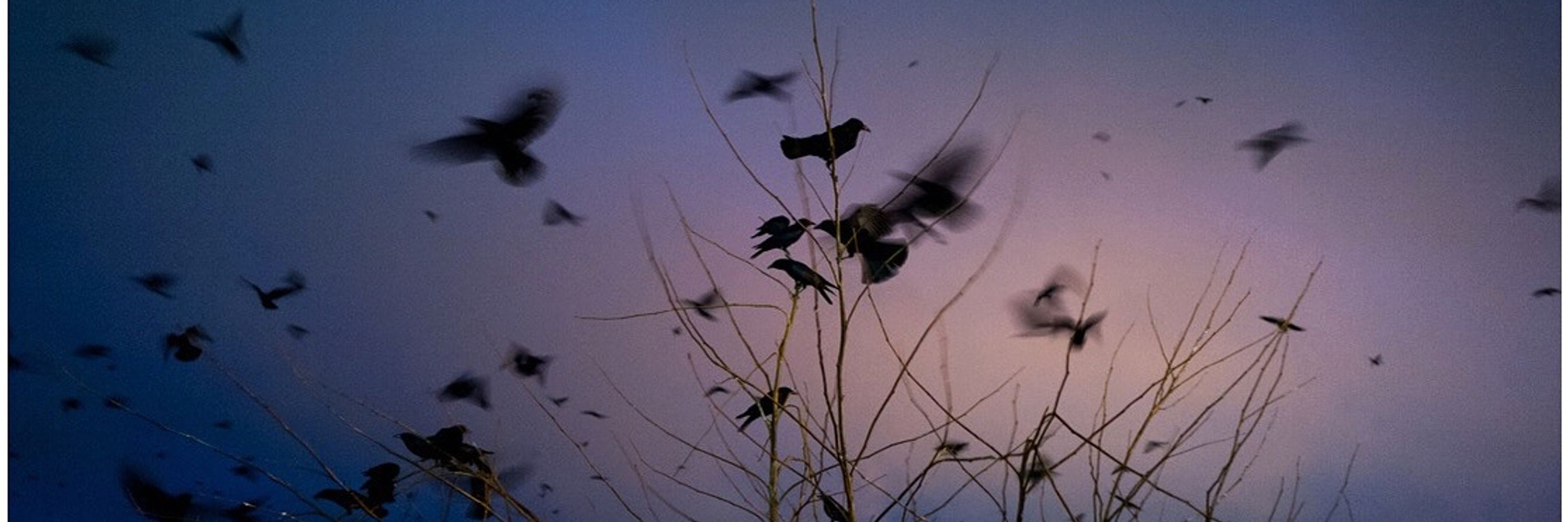 Michael Swensen