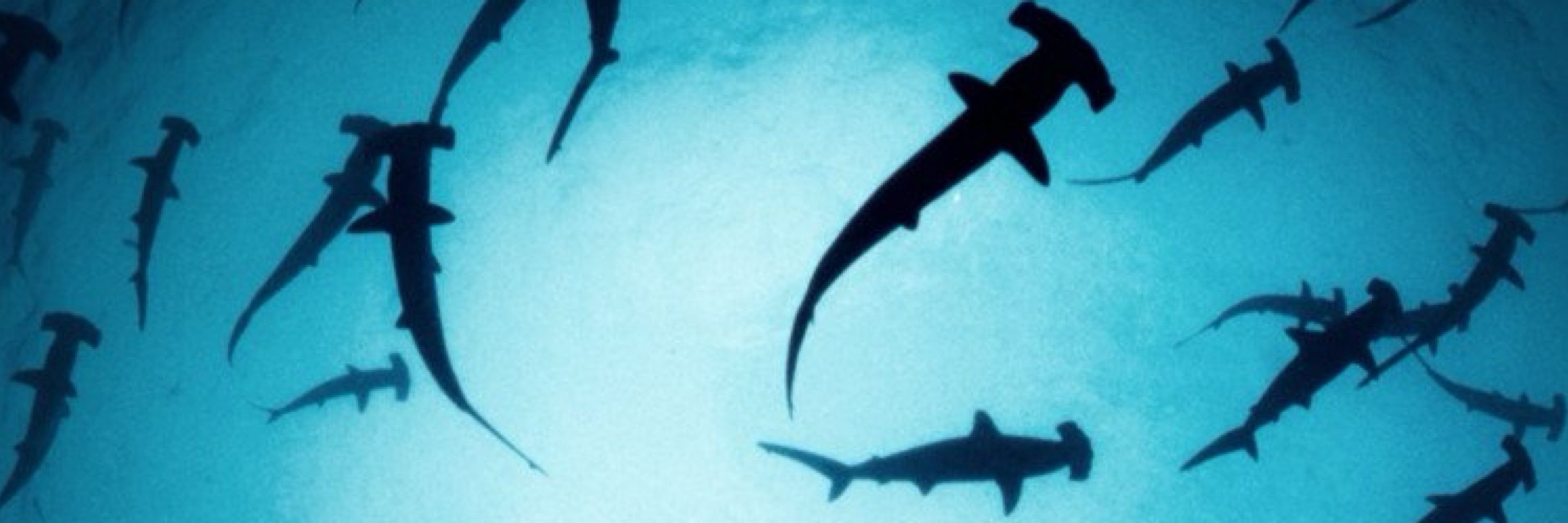 nathalie 🦈