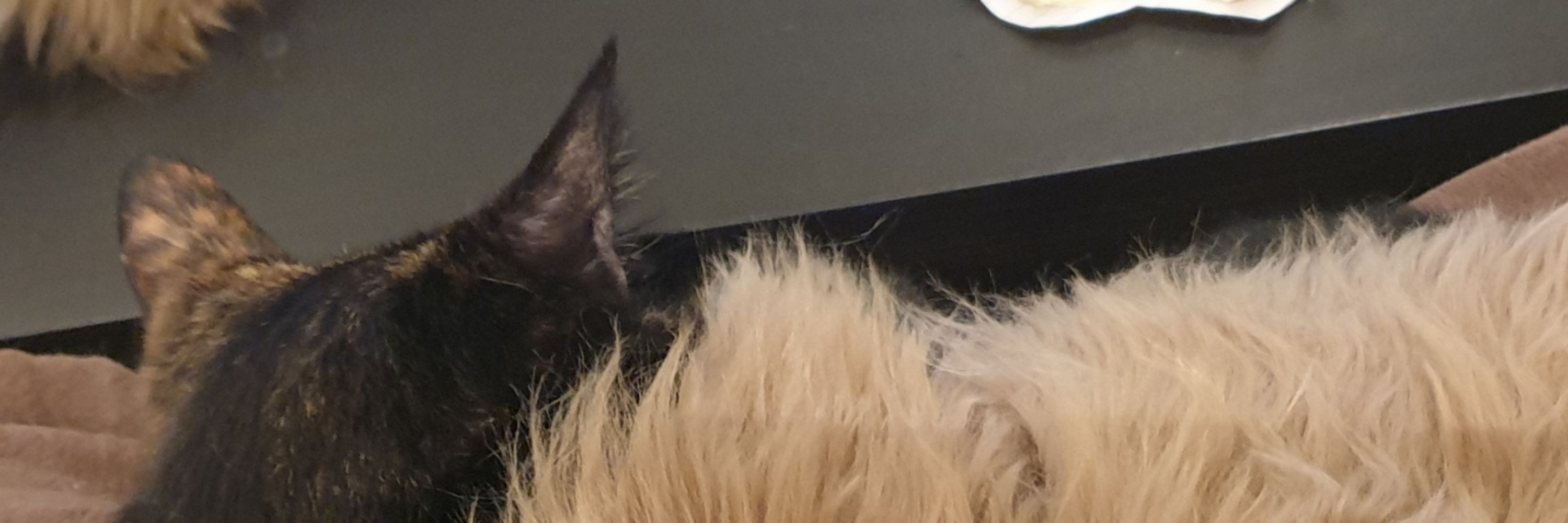 Sneaky Cuteness