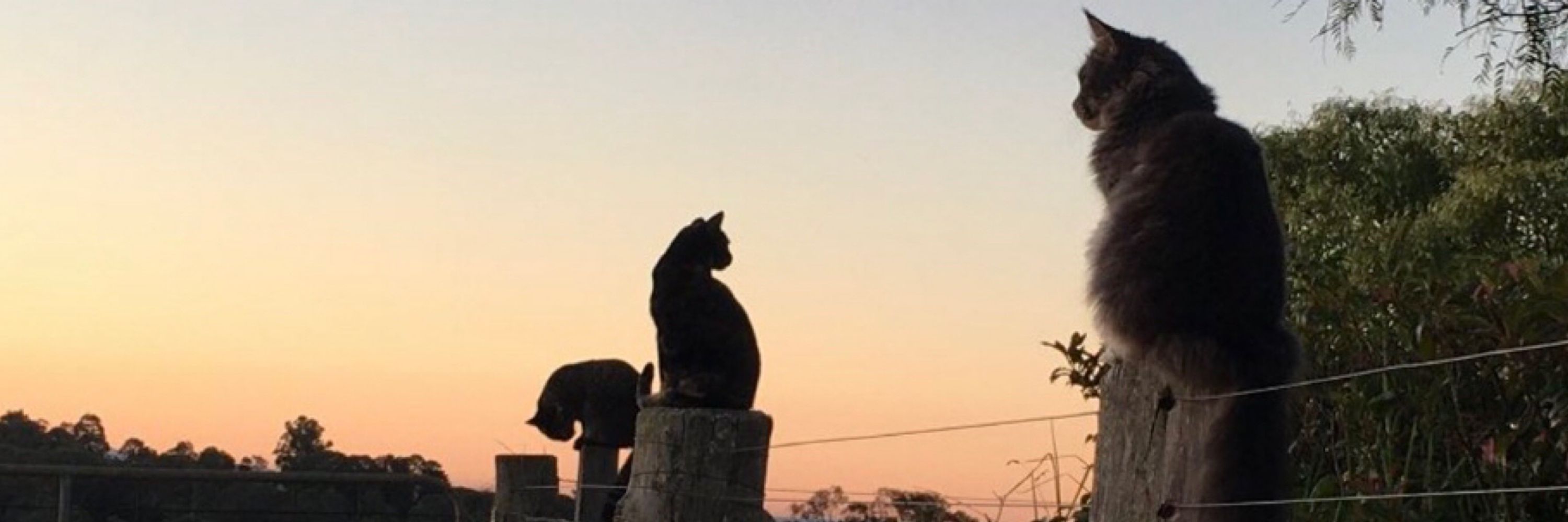 TheCatMaven’s Five