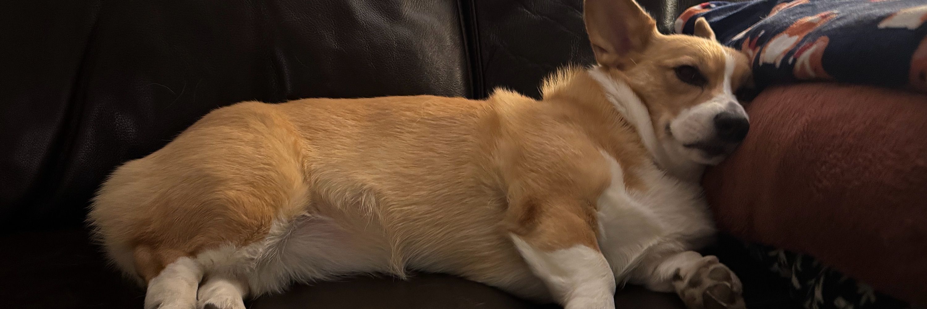 Cherry 🍒 the Corgi