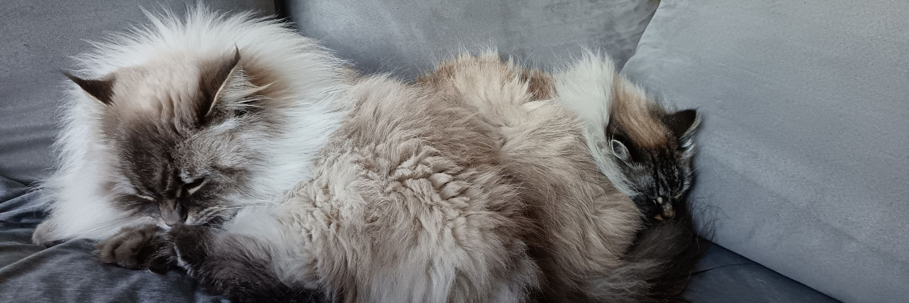 Priscilla Ice & Art
