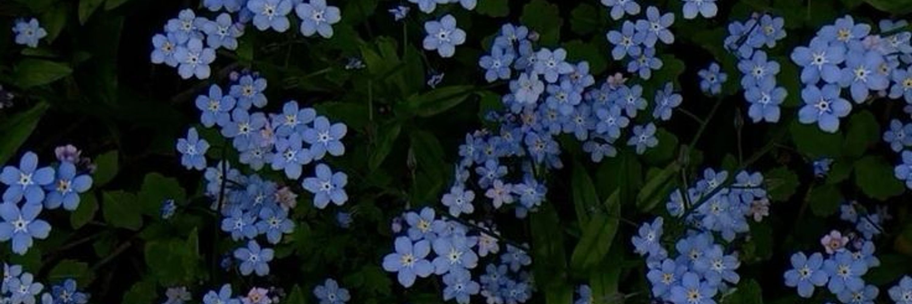 Нани