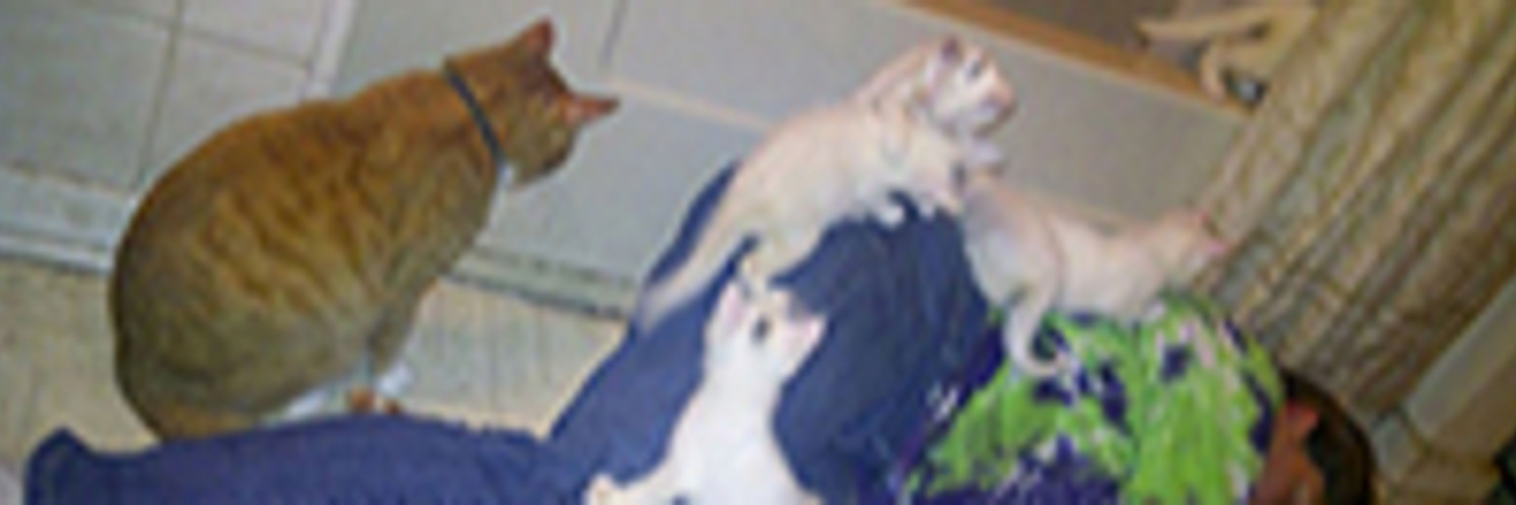 PurrWrestling
