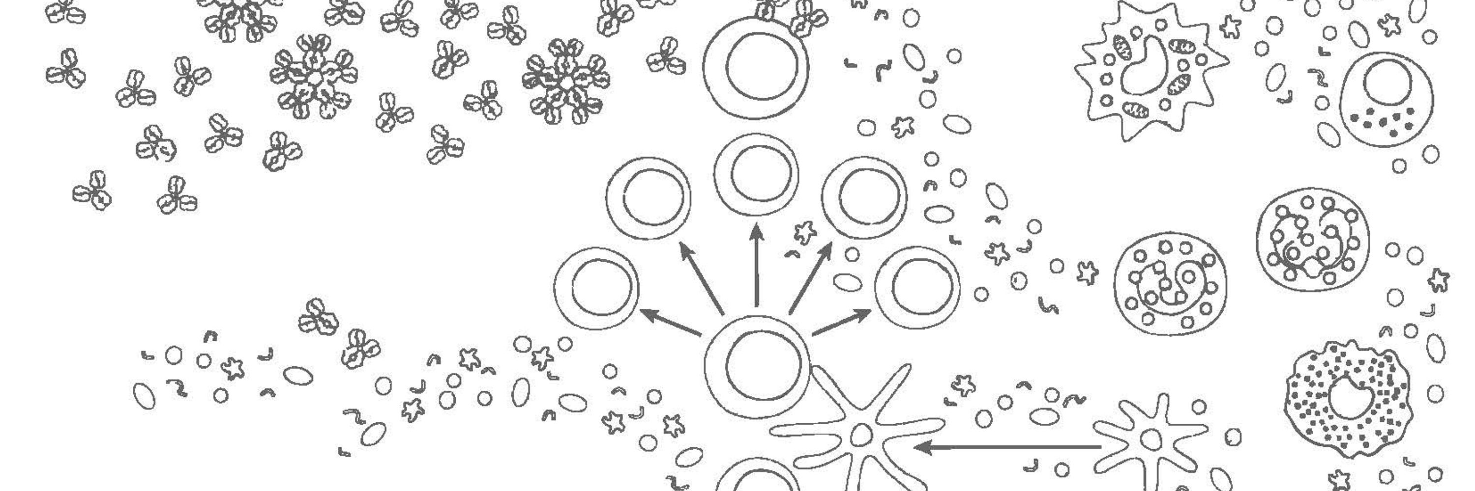 Deutsche Gesellschaft für Immunologie e.V. (DGfI)