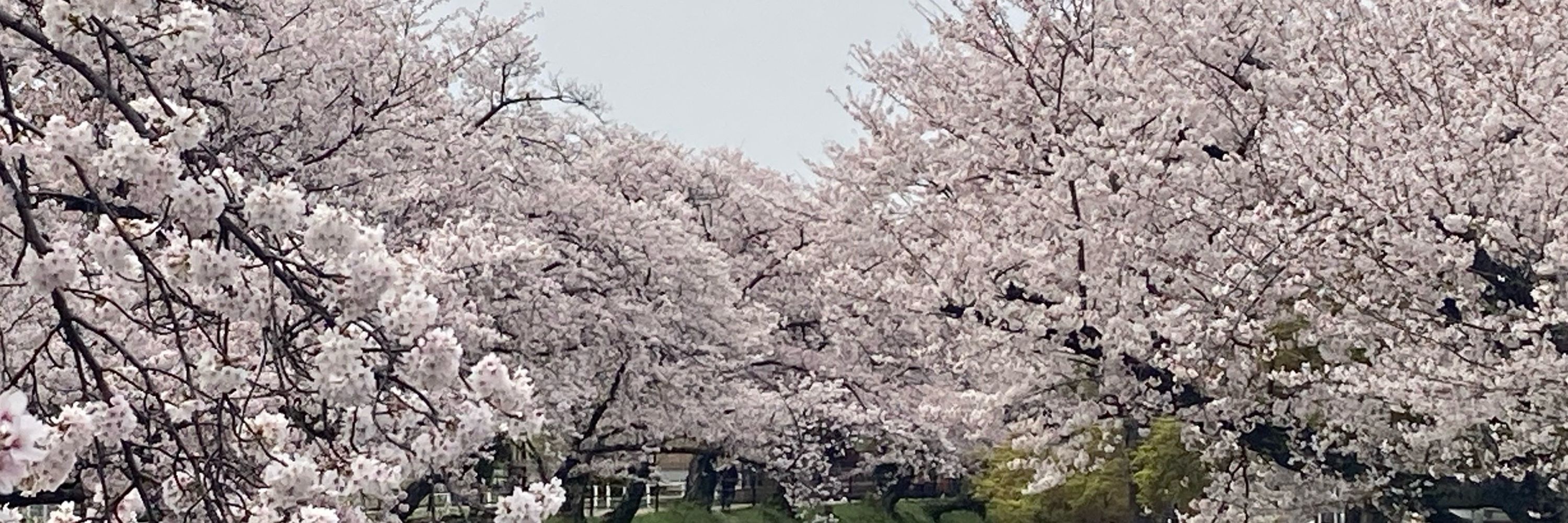 よーあす