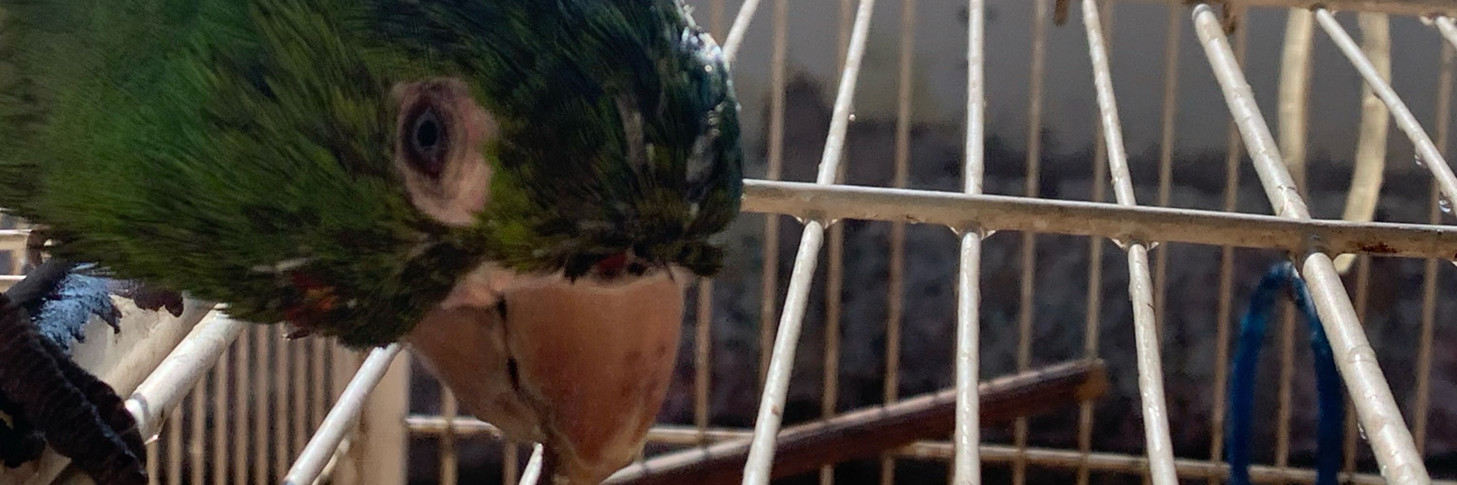 vinicius