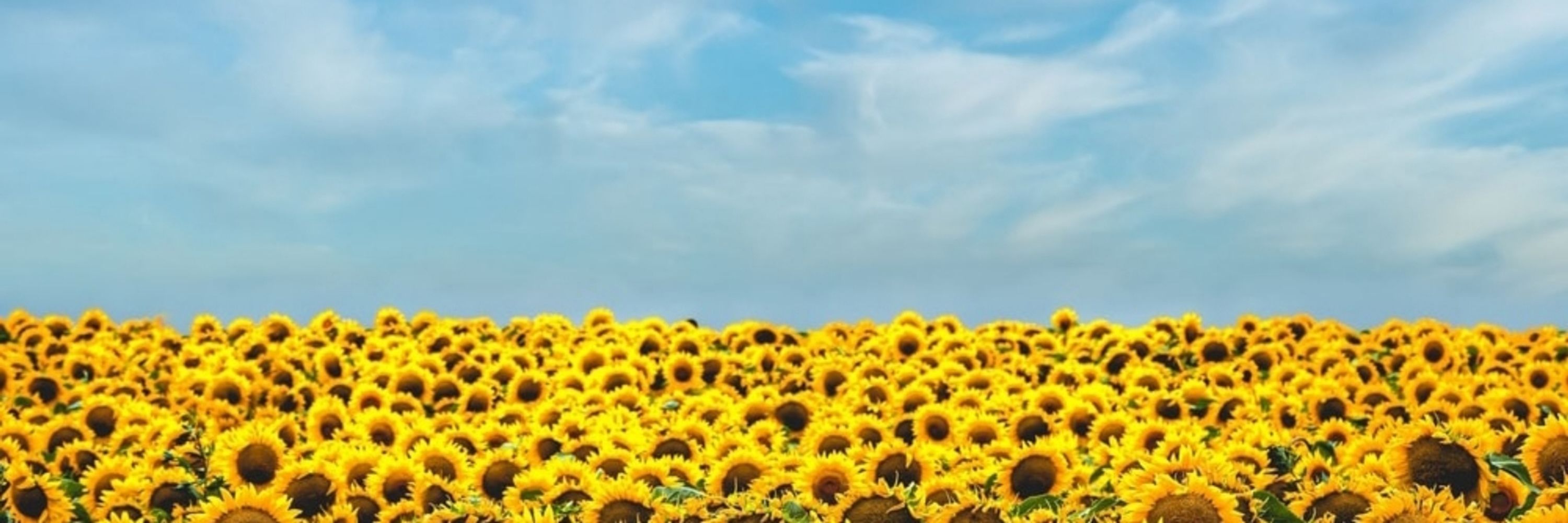 JerseyGirlInSunshine