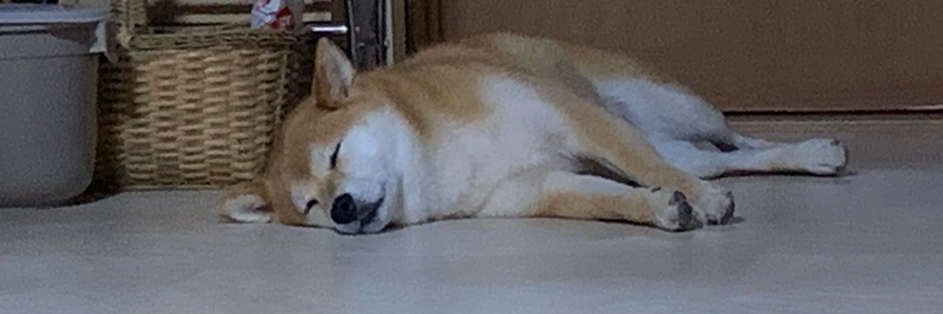 すのたろ