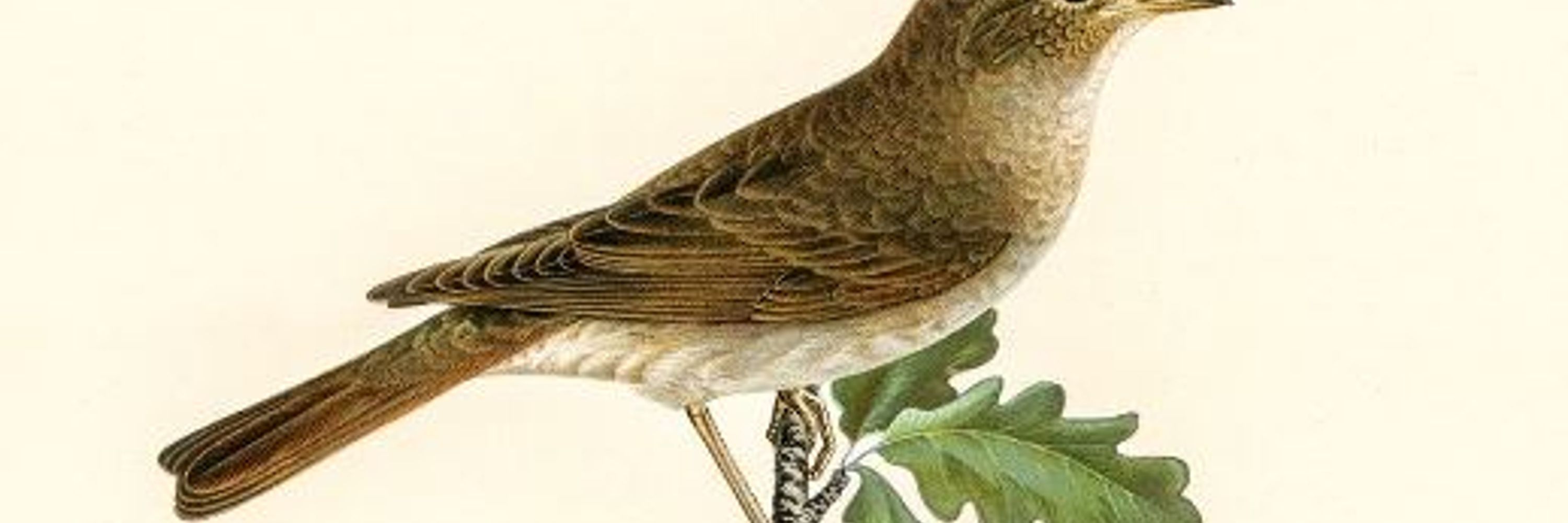 Nightingale