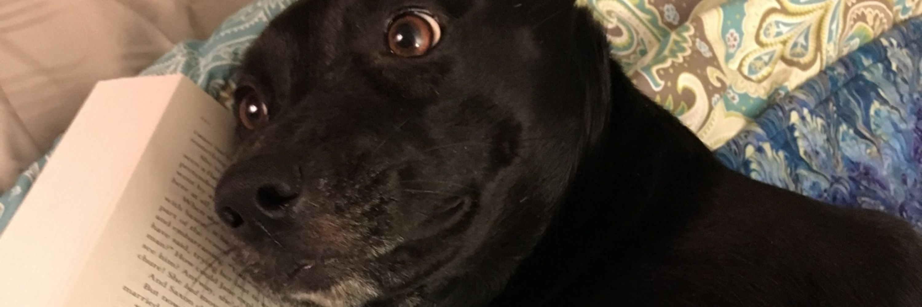 Mayor Junie of Wagopolis