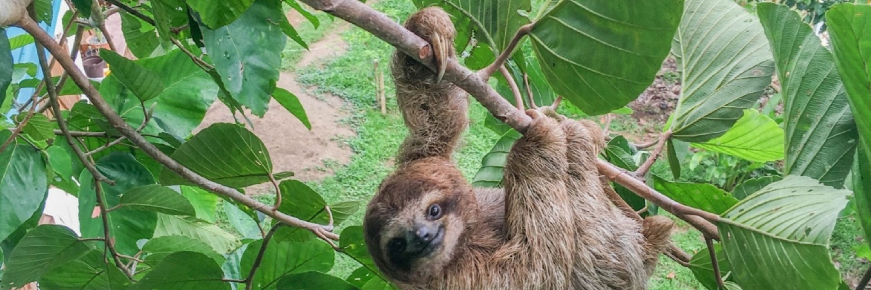 The Sloth Conservation Foundation