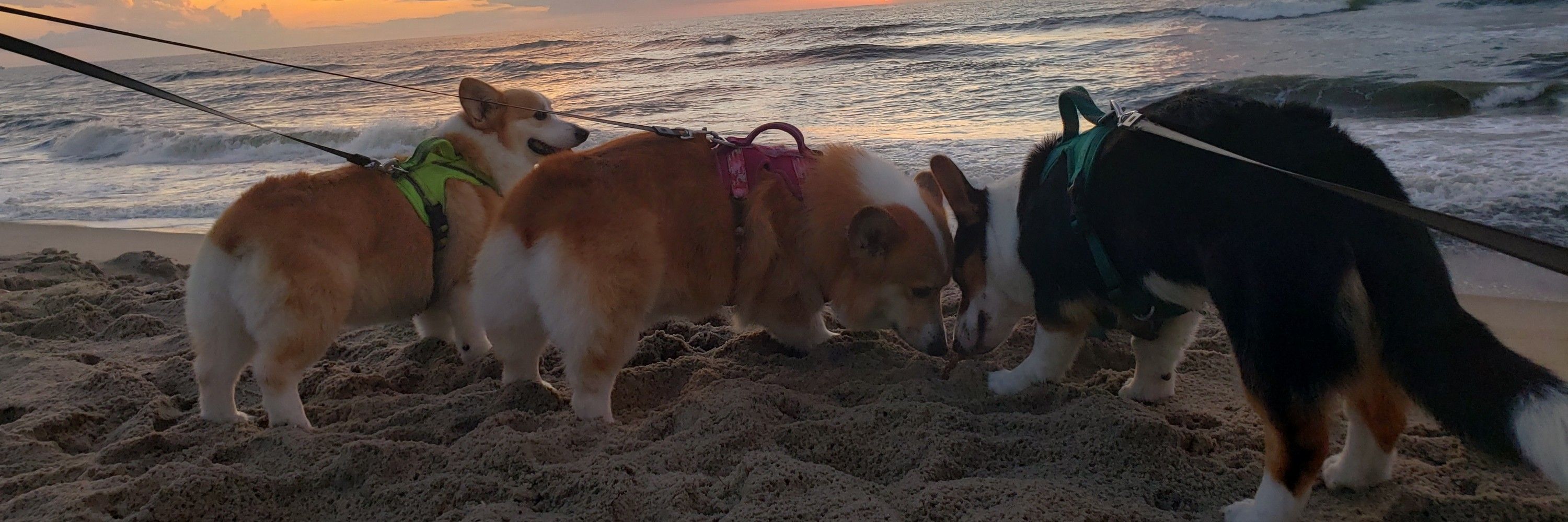 Corgi Trio
