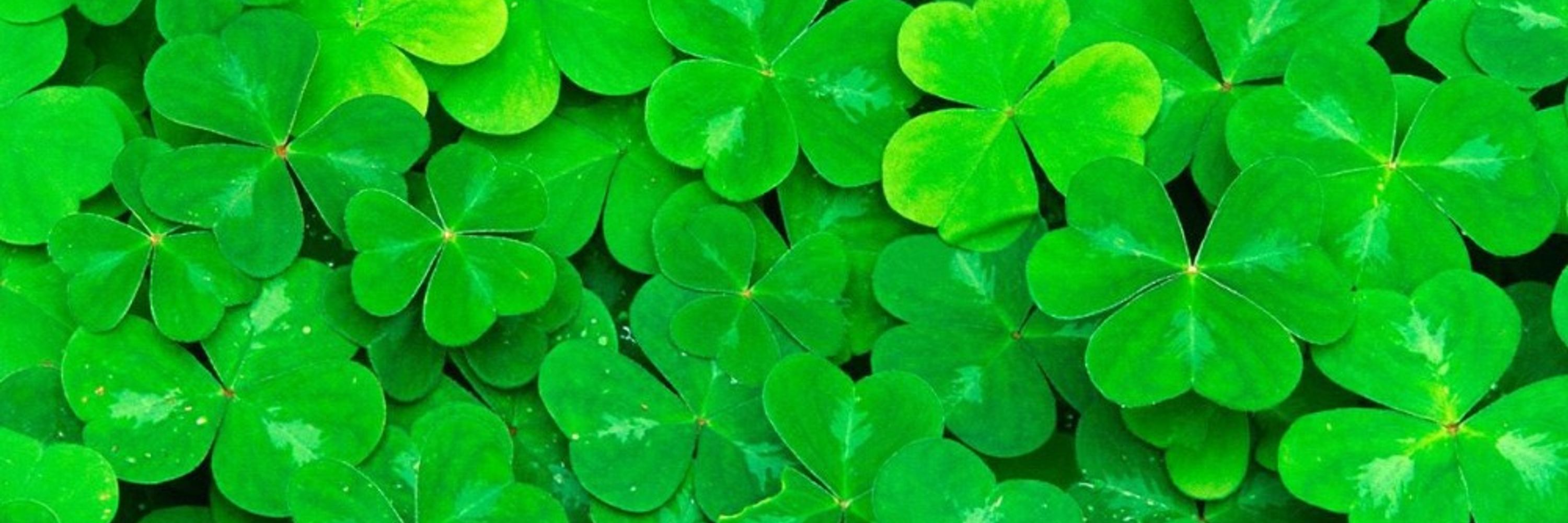 shamrockburr