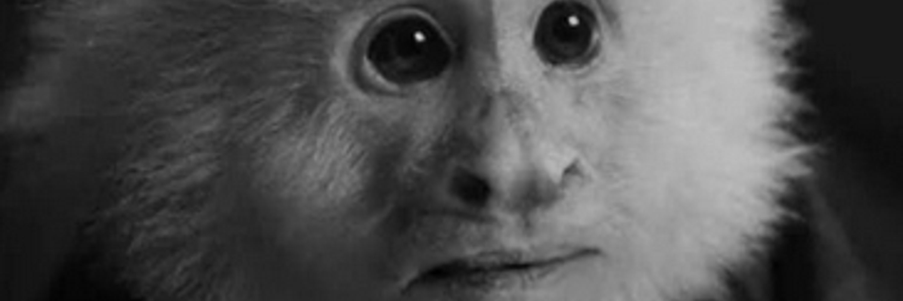 Rob