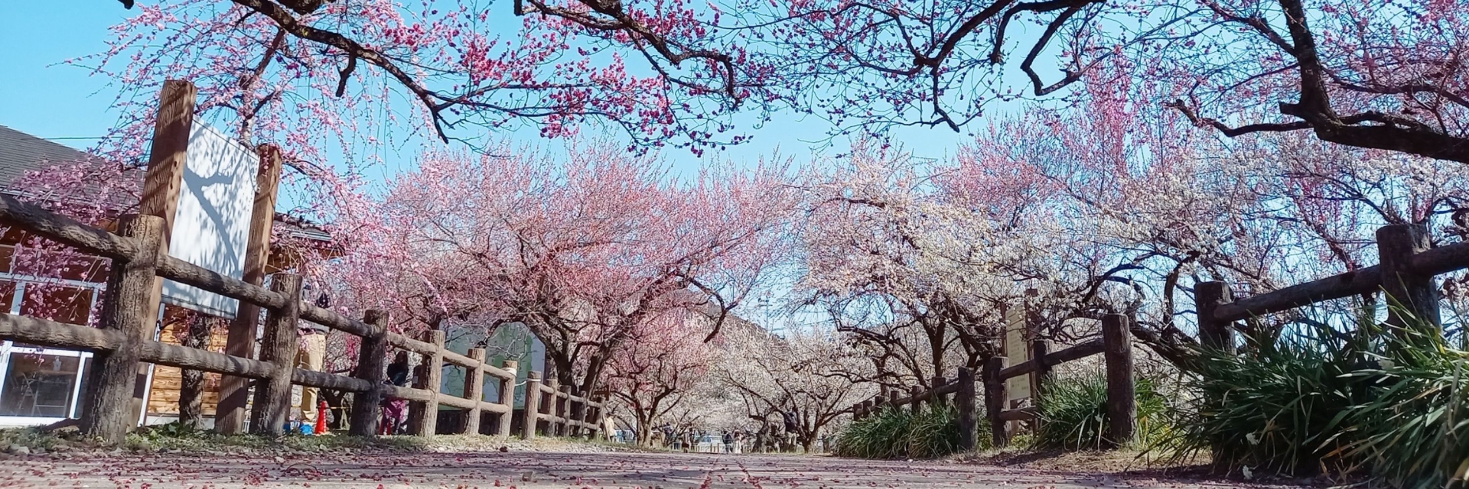 知瑠