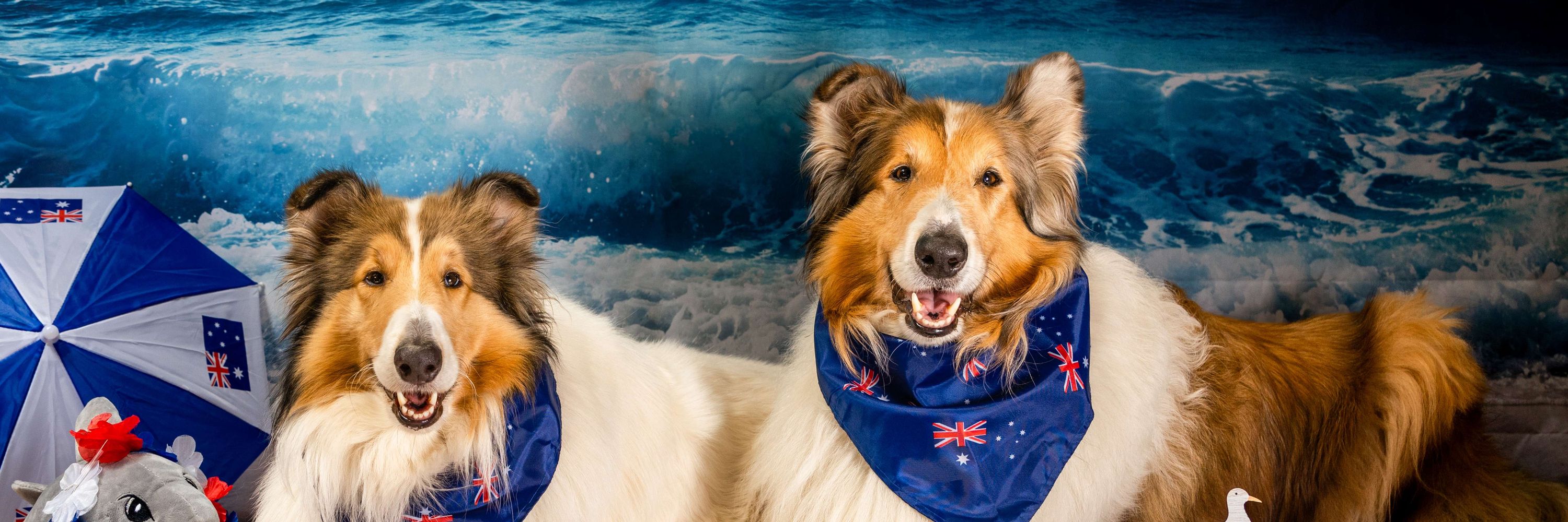 Collie Mum (Morgan Fella)