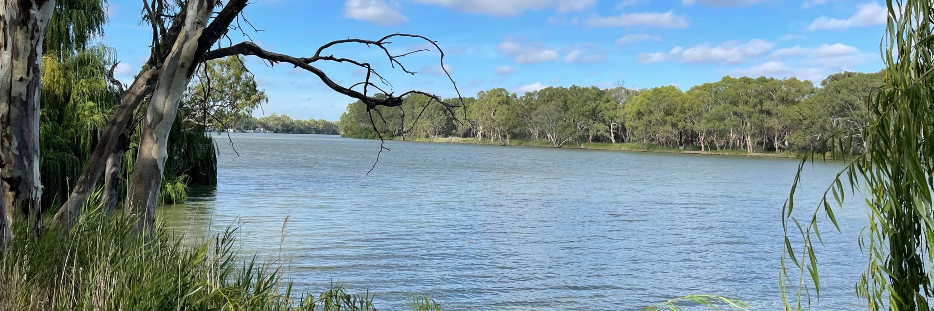 PA to a Kelpie